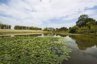 清莲池在线视频,探寻心灵宁静的在线视频之旅