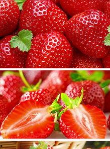 青青草莓在线视频免费,免费在线视频，带你领略草莓世界的魅力