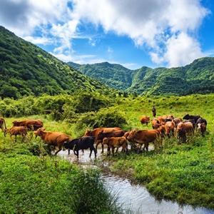 走召砬在线视频在线