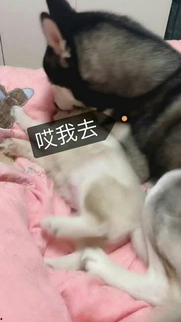 晚上肉肉好爽在线视频,一场在线视频的感官盛宴